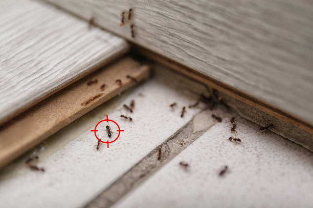 Best Ant Control Services  in North Hobbs, NM