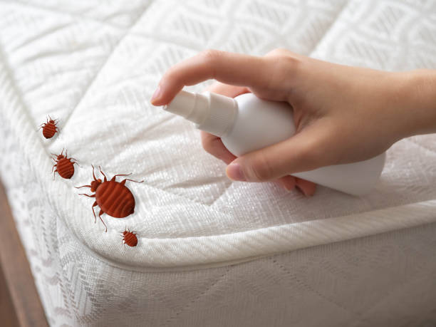 Best Affordable Pest Control Services  in North Hobbs, NM