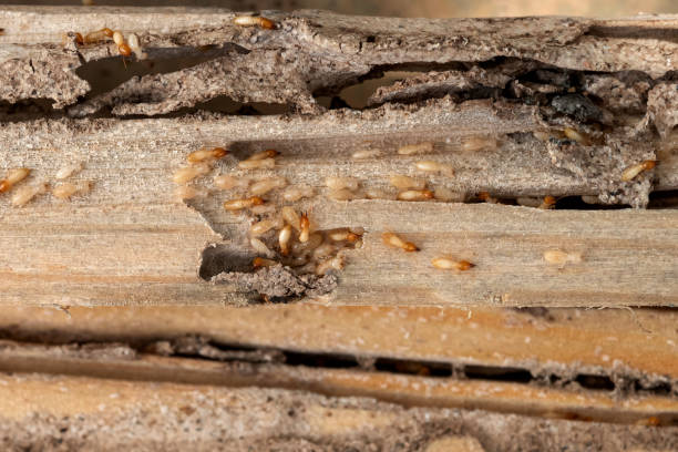 Best Wildlife Control Services  in North Hobbs, NM